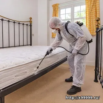 Травить клопов в квартире Красноярск